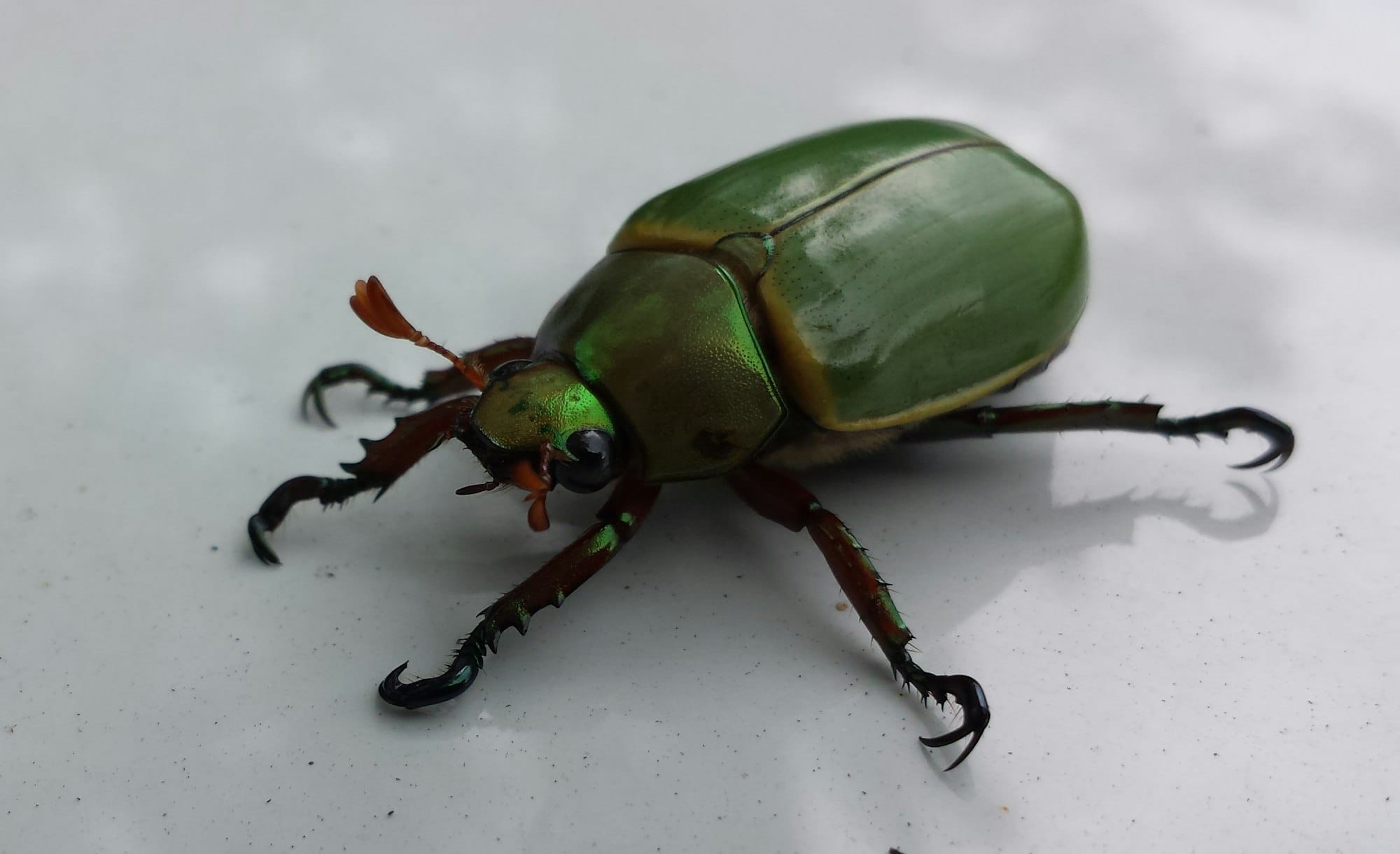 Linux Debuggers